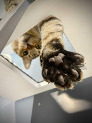 Cat Wall Shelf Bed - Wally Tunnel - Scratchy Things Premium Pet Furniture