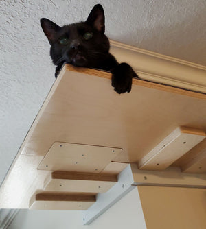 A black cat is being cute on top of a cat shelf that wraps around the outer corner of corner wall. The shelf is sturdy and safe.