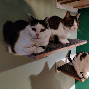 Cat Wall Shelf Step - Wally Flat - Scratchy Things Premium Pet Furniture