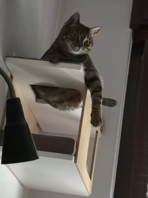 Cat Wall Shelf Bed - Wally Tunnel Mini - Scratchy Things Premium Pet Furniture