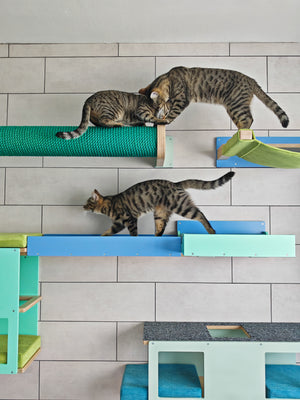 Cat Wall Bridge Ramp Shelf Step - Wally Path - Scratchy Things Premium Pet Furniture
