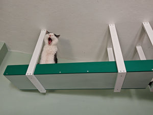 a black and white fluffy cat perching a top of a ceiling mounted cat highway. The cat ceiling platform has white hanging arms,and the pathway is in granite green color with emerald green high railing. The shelf is extra sturdy and can hold multiple cats at once. The height of 50cm is enough for even the biggest of house cats to freely move around.