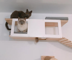 Cat Wall Shelf Bed - Wally Tunnel - Scratchy Things Premium Pet Furniture