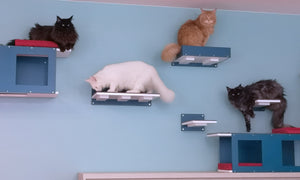 Four giant maine coon cats on a set of blue and white cat shelves against a light blue wall.