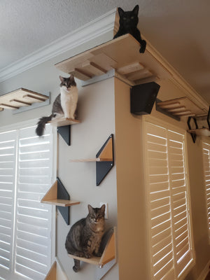 wall mounted cat furniture that wraps around an outer corner of the wall. There is a black goofy cat on the top wraparound large shelf. Beneath is a longhaired white and tabby cat sitting on a stylish cat step. There are 3 more steps underneath and the bottom was has a goofball of a chonk cat with a crooked face. The wall setup is fun, offers multiple direction for cats to move around. The space is modern yet neutral.
