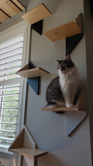 Longhaired smug cat sitting on a wall mounted cat step. She is surrounded by other steps of the same design. The shape of the step is unusual. The back mounting accent plate is shaped as a rhomb and there is the main part of shelf attached to it, with a little support triangle. The steps are sleek, unique and have different color back plates. All colors work beautifully with a dust grey wall.
