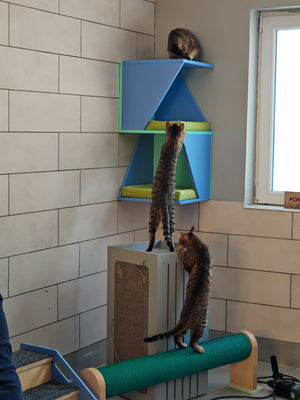 Two tabby young cats playing on a wall mounted large corner cat shelf. The shelf is modern, asymmetrical, multilevel and fun. It is essentially two corner houses with opposite directions. The paints used are heaven blue and mint, to give it a fun and vivid look as it is places in a shelter's kitten room. There are 2 comfortable cushions inside, each covering the full space. There is a third tabby cat on the bottom of the picture, trying to climb up.