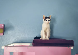 Cat Wall Shelf Bed - Wally Loft - Scratchy Things Premium Pet Furniture