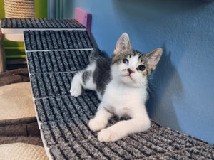 Cat Bridge Shelf Step Wide - Wally WideBridge (1Step - 1Step mount) - Scratchy Things Premium Pet Furniture