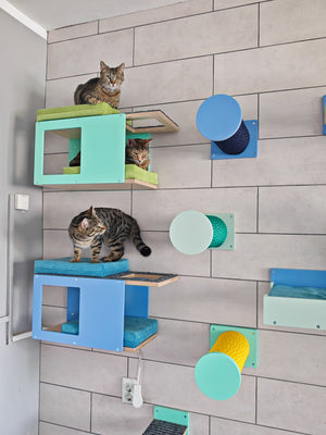 3 tabby cats are playing on wall mounted cat furniture. The wall is tiled and pale grey, there are 2 wally corner tunnel cat shelves on the left side and 3 wally round step shelves on the right. The furniture combines bright and vibrant colors to make it more of a kindergarten space, as it is set in a kitten room of a cat shelter. The top tunnel is mint green with bright green cushions, while the bottom is heaven blue with blue cushions. The round steps are in 3 different color combinations