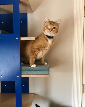 Cat Wall Shelf Bed - Wally Stacker - Scratchy Things Premium Pet Furniture