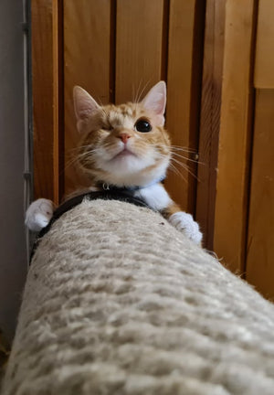 Cat Wall Scratching Pole Post Shelf - Mounty Post - Scratchy Things Premium Pet Furniture