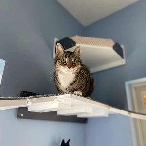 Cat Wall Shelf Step - Wally Flat - Scratchy Things Premium Pet Furniture