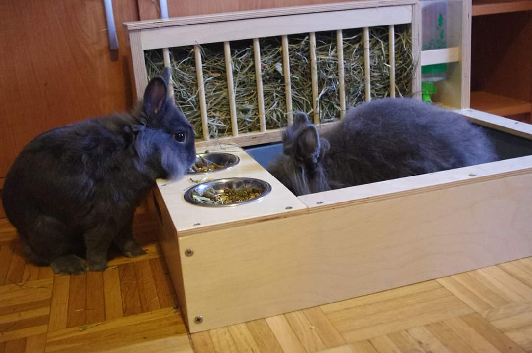 Rabbit Hay Feeder Water Litter box - Nibbler Combo 4in1 - Scratchy Things Premium Pet Furniture