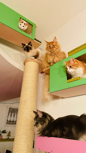 Cat Wall Scratching Pole Post Shelf - Mounty Chonk - Scratchy Things Premium Pet Furniture