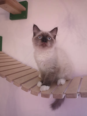 Cat Wall Bridge Shelf Step - Wally Bridge - Scratchy Things Premium Pet Furniture