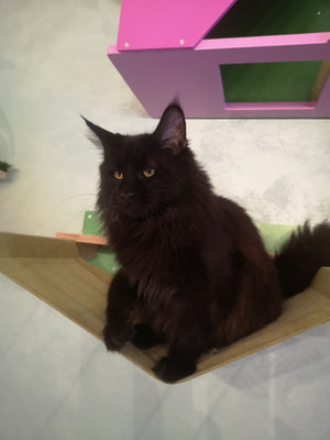 Cat Wall Shelf Bed Hammock - Wally ComboCot - Scratchy Things Premium Pet Furniture