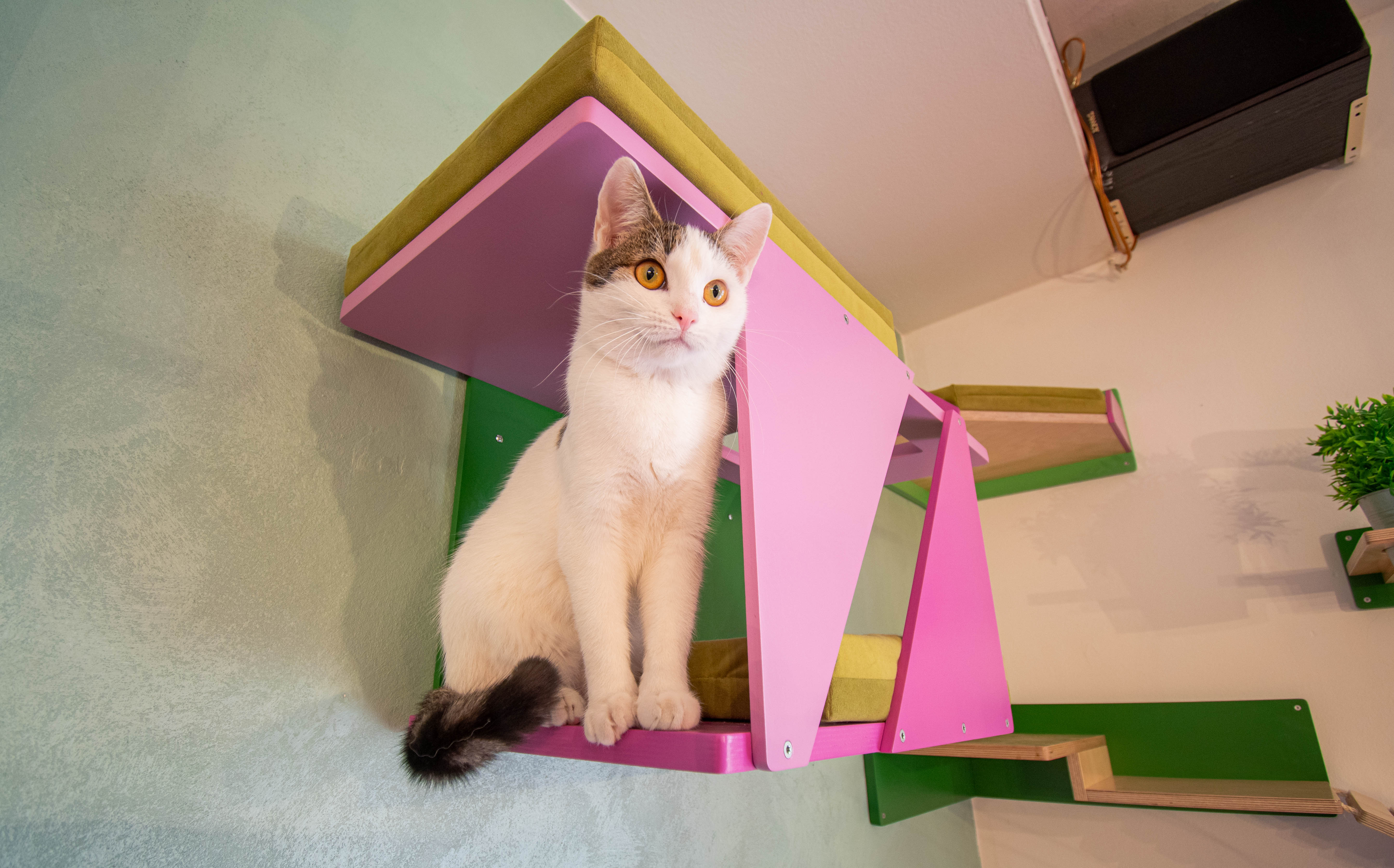 Big Cat Wall Shelf Bed Box - BigCat Sharp Tunnel Mini - Scratchy Things Premium Pet Furniture
