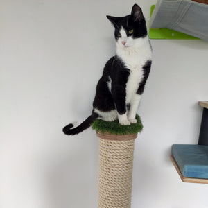 Cat Wall Scratching Pole Post Shelf - Mounty Post - Scratchy Things Premium Pet Furniture