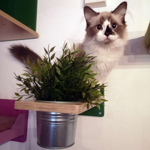 Cat Wall Shelf Step Plant - Wally Flora - Scratchy Things Premium Pet Furniture