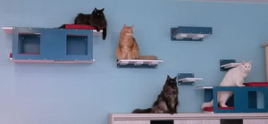 Big Cat Wall Shelf Bed Giant - Wally Giant Tunnel - Scratchy Things Premium Pet Furniture