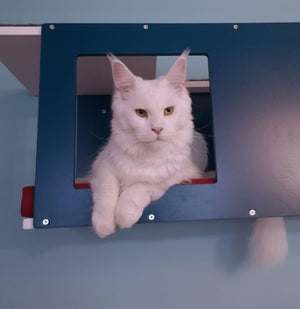 Big Cat Wall Shelf Bed Giant - Wally Giant Tunnel - Scratchy Things Premium Pet Furniture