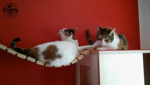 Cat Wall Bridge Shelf Step - Wally Bridge (1Step - 1Step mount) - Scratchy Things Premium Pet Furniture