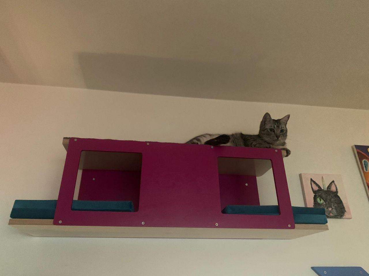 Cat Wall Shelf Bed - Wally Tunnel Upside-Down - Scratchy Things Premium Pet Furniture