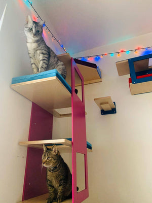 Cat Wall Shelf Bridge Bed Bundle - Splash of Color Bundle - Scratchy Things Premium Pet Furniture