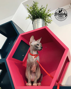 Cat Wall Shelf Hexagonal Bed - Wally Hex 25 - Scratchy Things Premium Pet Furniture