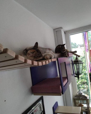 Cat Wall Shelf Step Bridge Bed Bundle - Wally Play Bundle - Scratchy Things Premium Pet Furniture