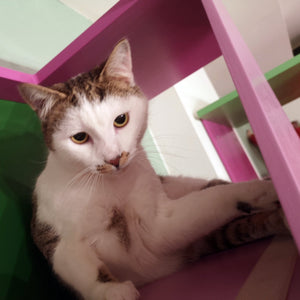 Big Cat Wall Shelf Bed Box - BigCat Sharp Tunnel Mini - Scratchy Things Premium Pet Furniture