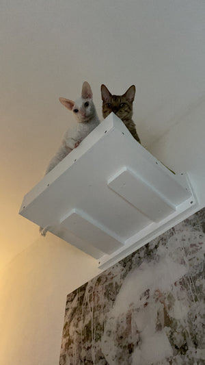 Big Cat Wall Shelf Bed - Wally BigCat Flat Plus - Scratchy Things Premium Pet Furniture