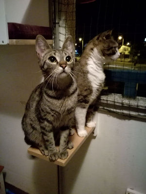 Car Wall Step Shelf - Wally 1-Step - Scratchy Things Premium Pet Furniture