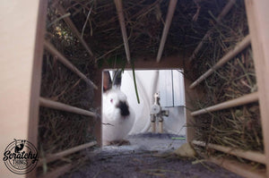 Rabbit Hay Rack Feeder Tunnel - Nibbler HayTunnel - Scratchy Things Premium Pet Furniture