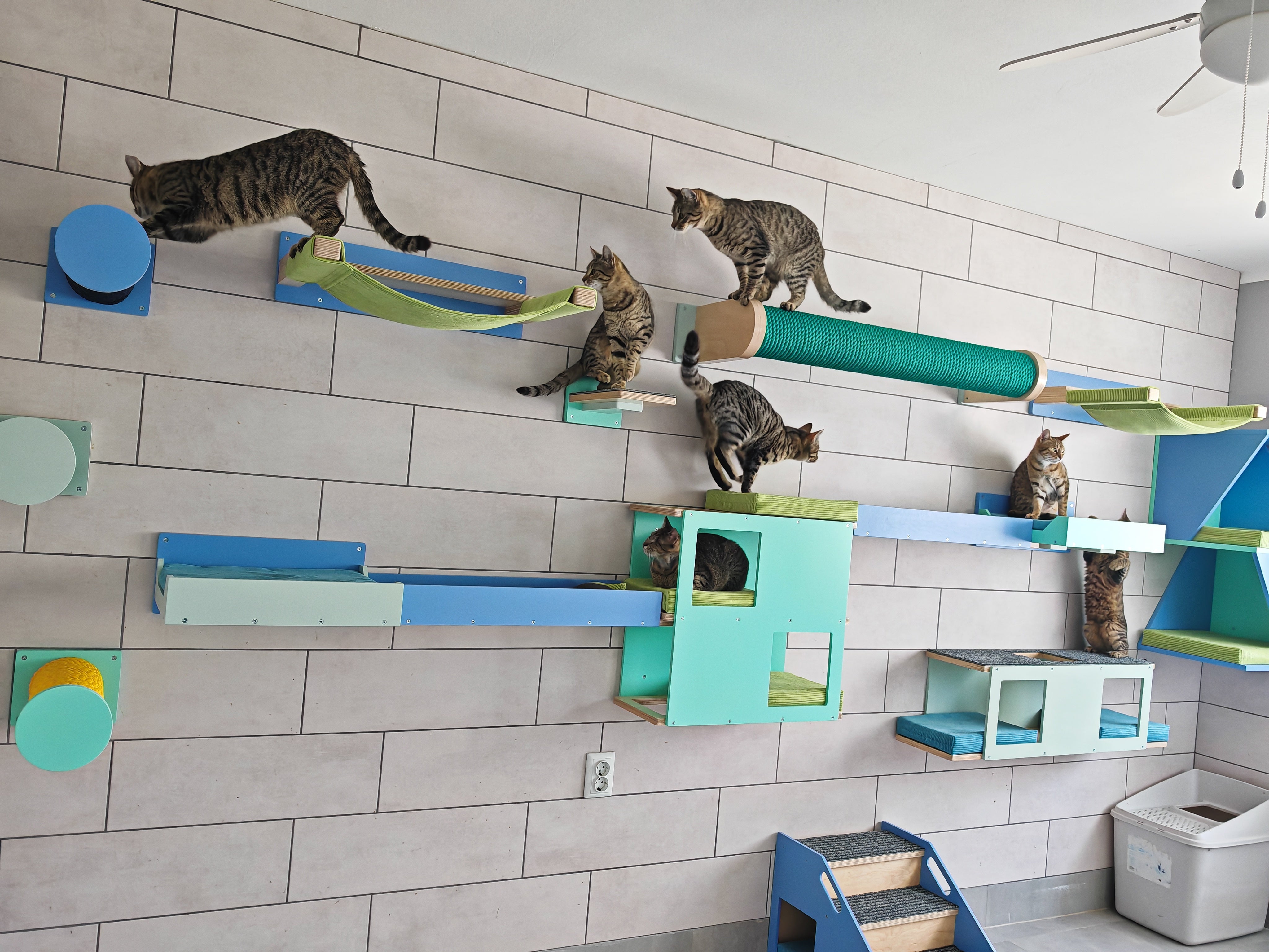 NGO 9 Lives - Kitten room