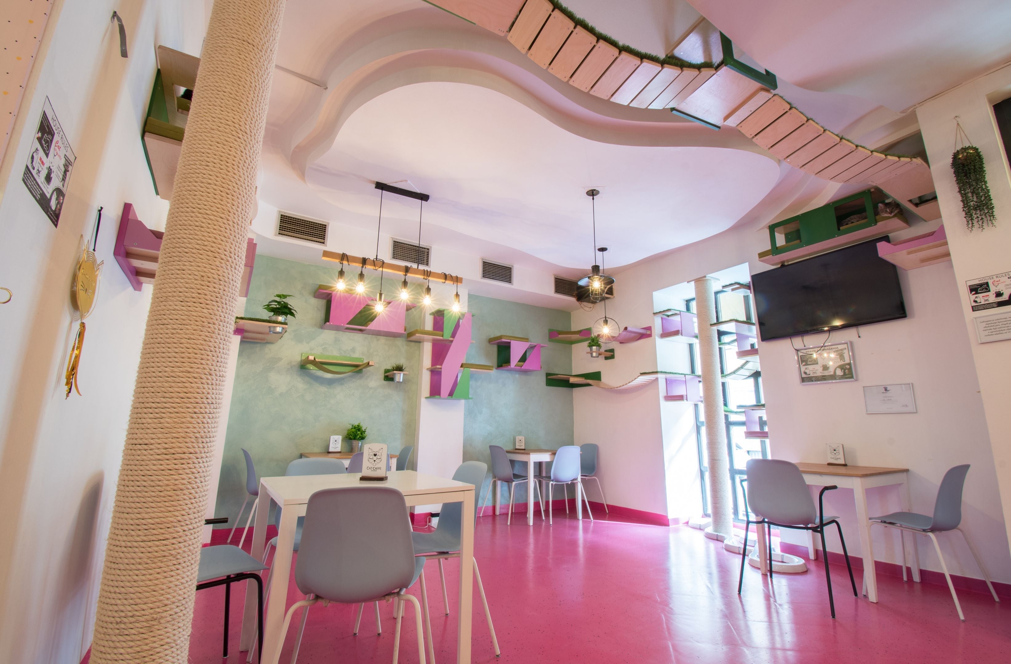 Create Your Perfect Cat Wall - a comprehensive guide for selecting cat furniture by Scratchy Things