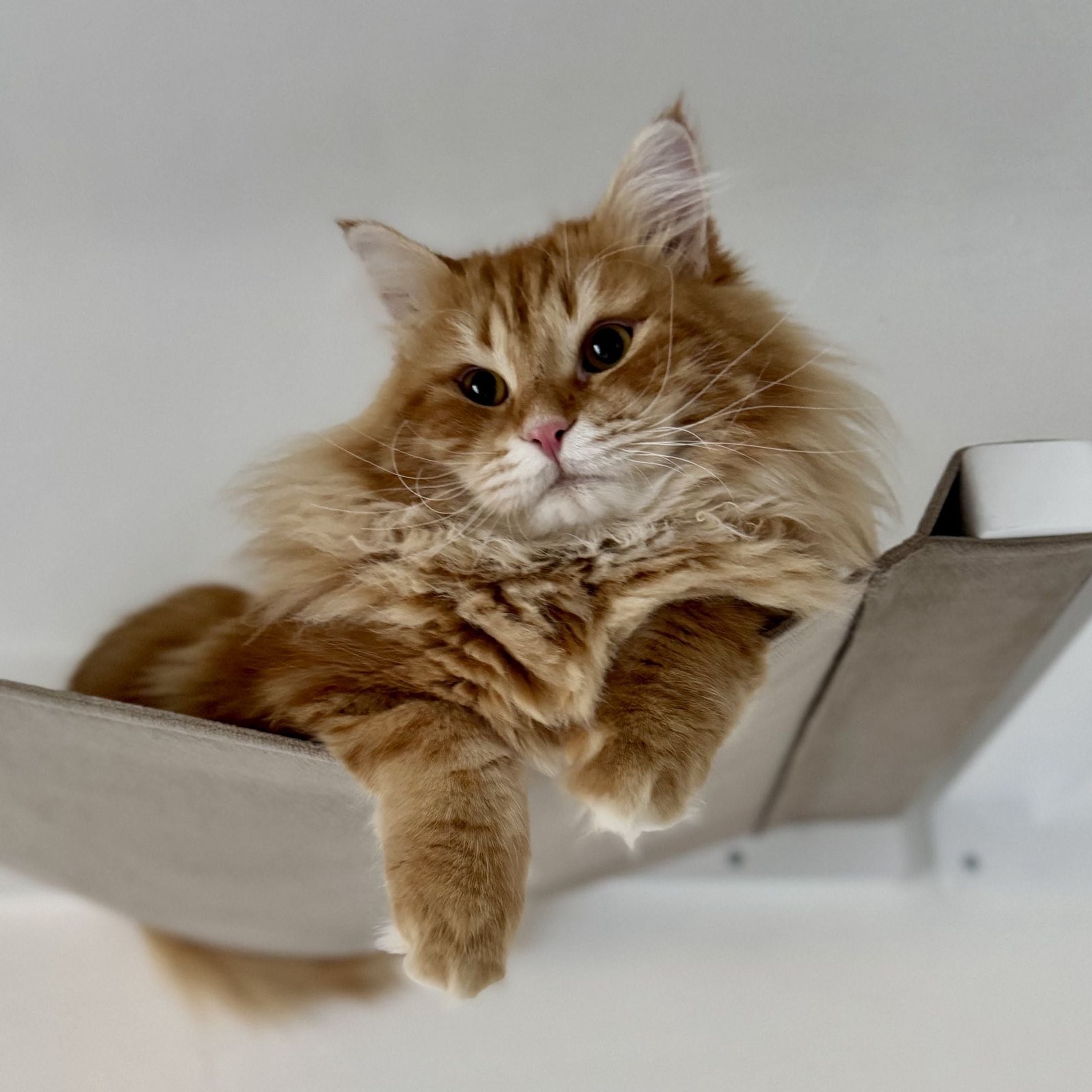 CAT WALL SHELVES FOR LARGE CATS AND WHAT TO LOOK FOR