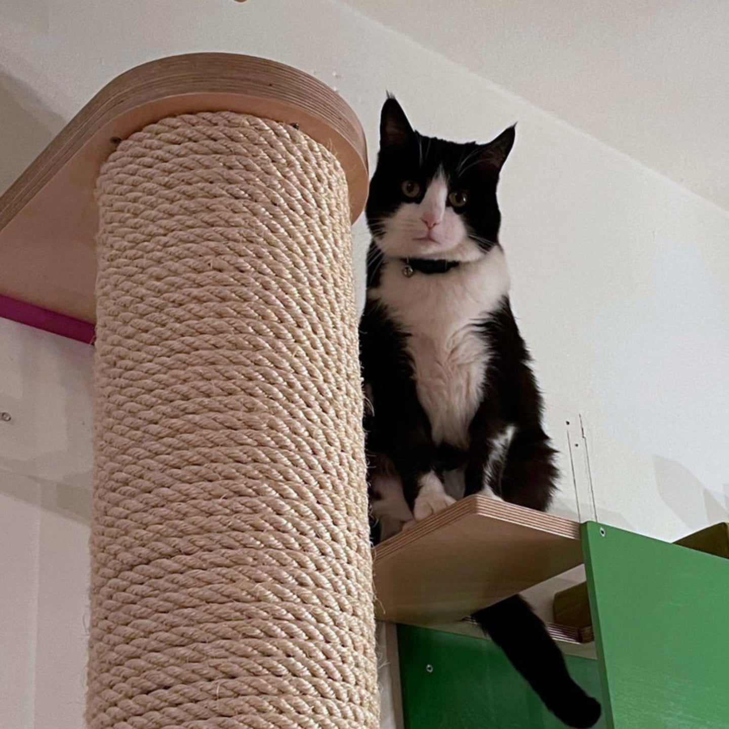 Mounty - Posts & Scratchers