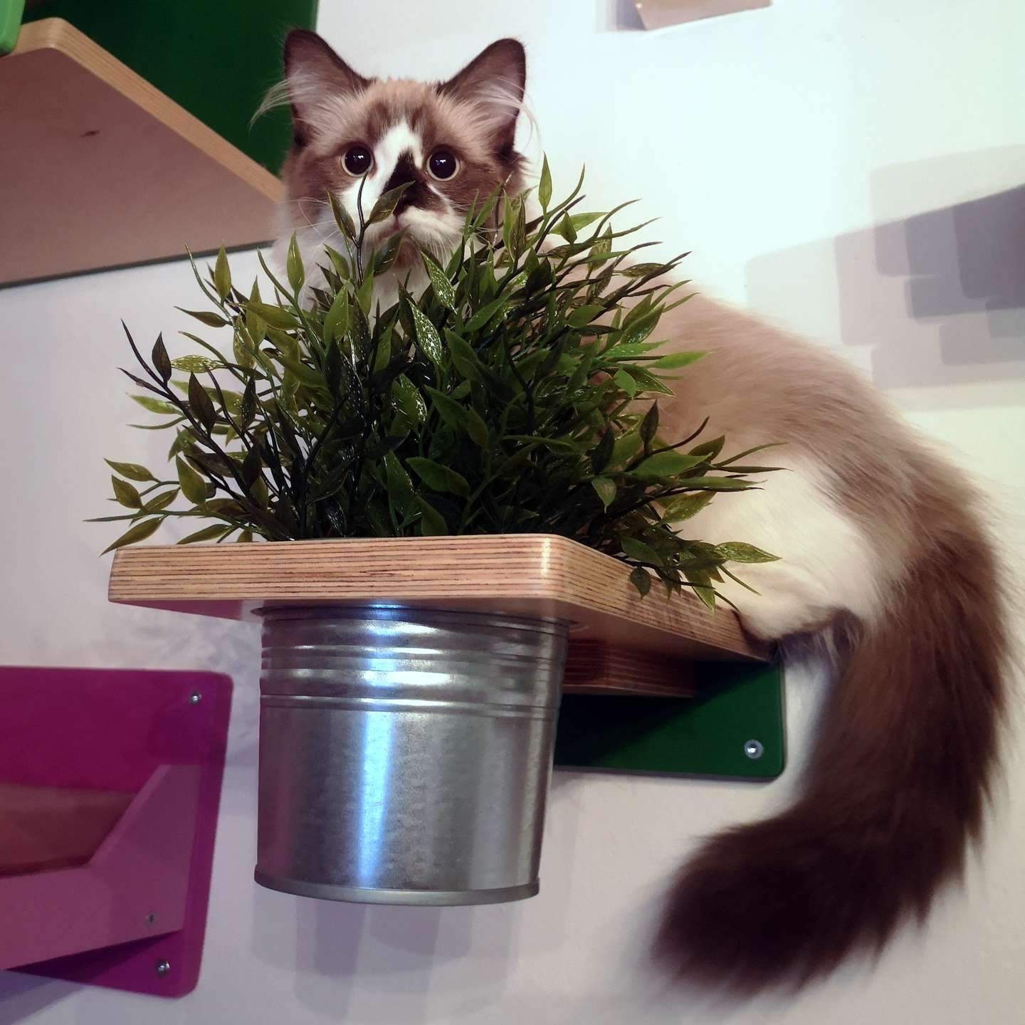 Cat Shelves New Items Scratchy Things