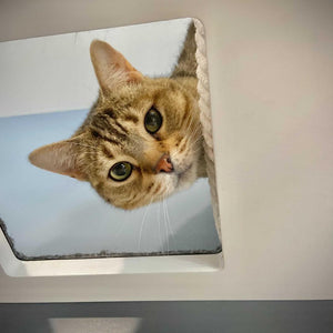 Cat Wall Shelf Bed - Wally Tunnel - Scratchy Things Premium Pet Furniture