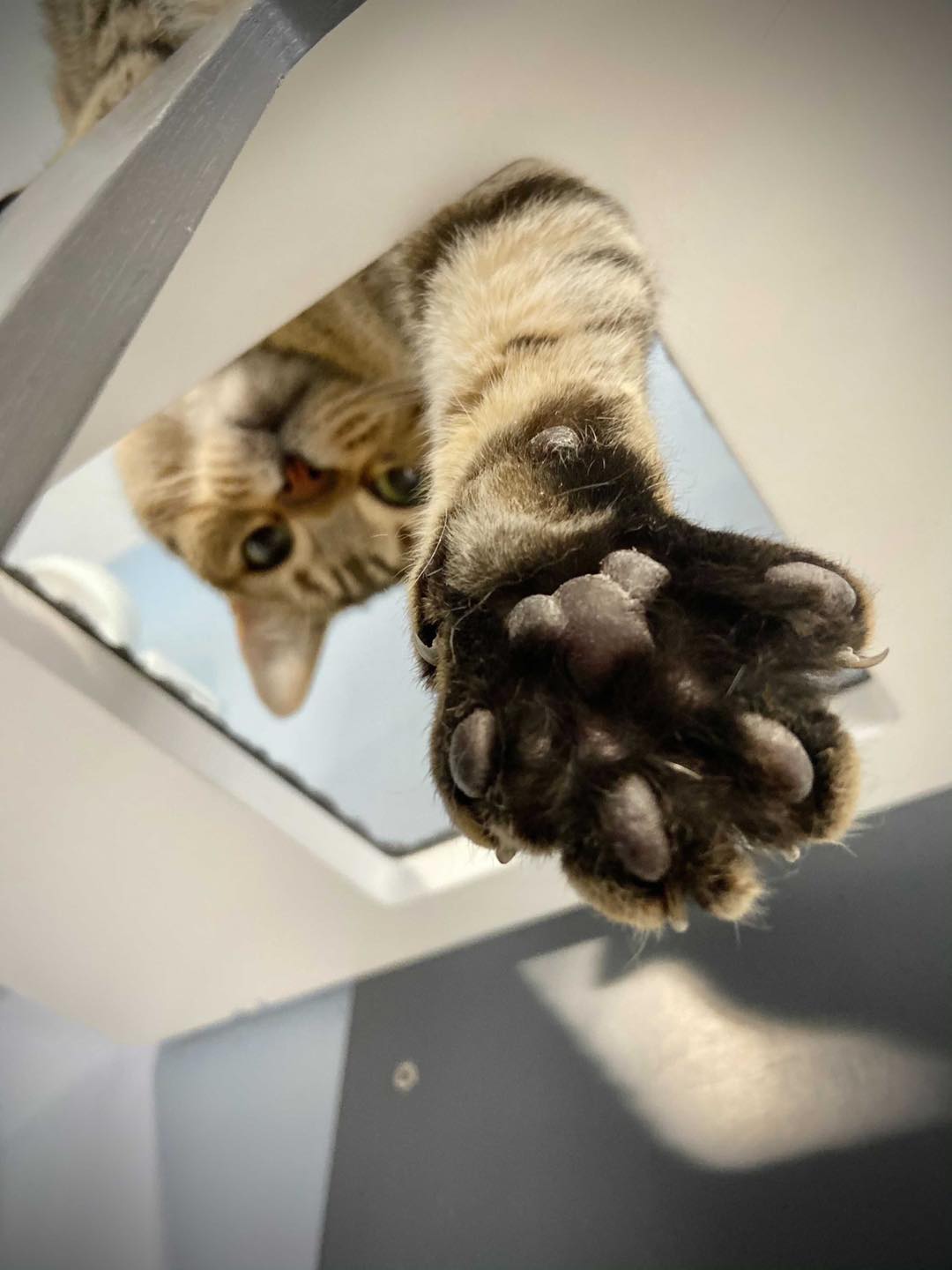 Cat Wall Shelf Bed - Wally Tunnel - Scratchy Things Premium Pet Furniture