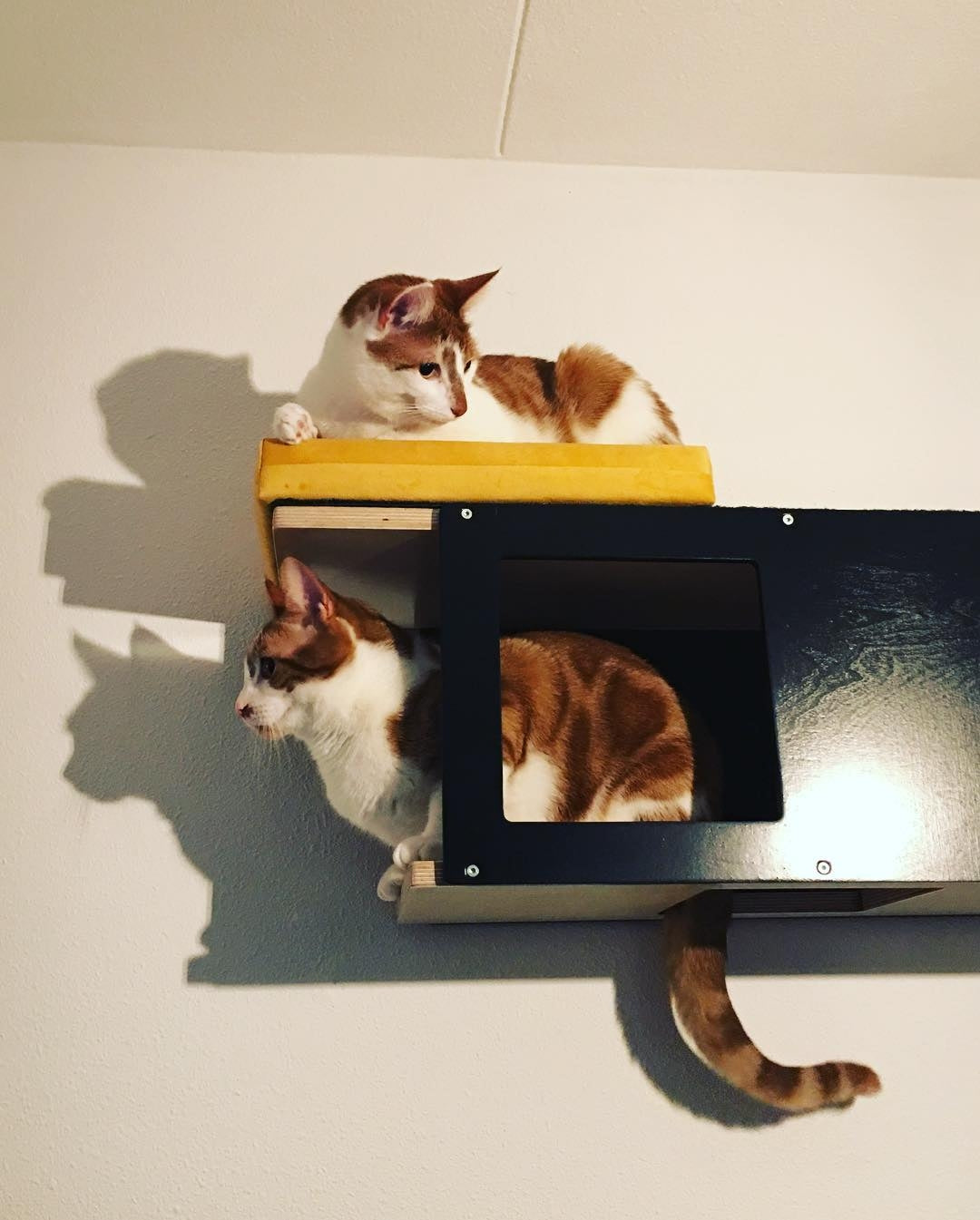 Cat Wall Shelf Bed - Wally Tunnel - Scratchy Things Premium Pet Furniture