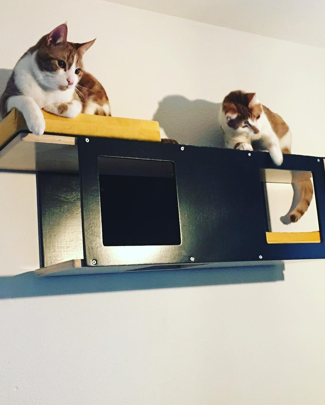 Cat Wall Shelf Bed - Wally Tunnel - Scratchy Things Premium Pet Furniture