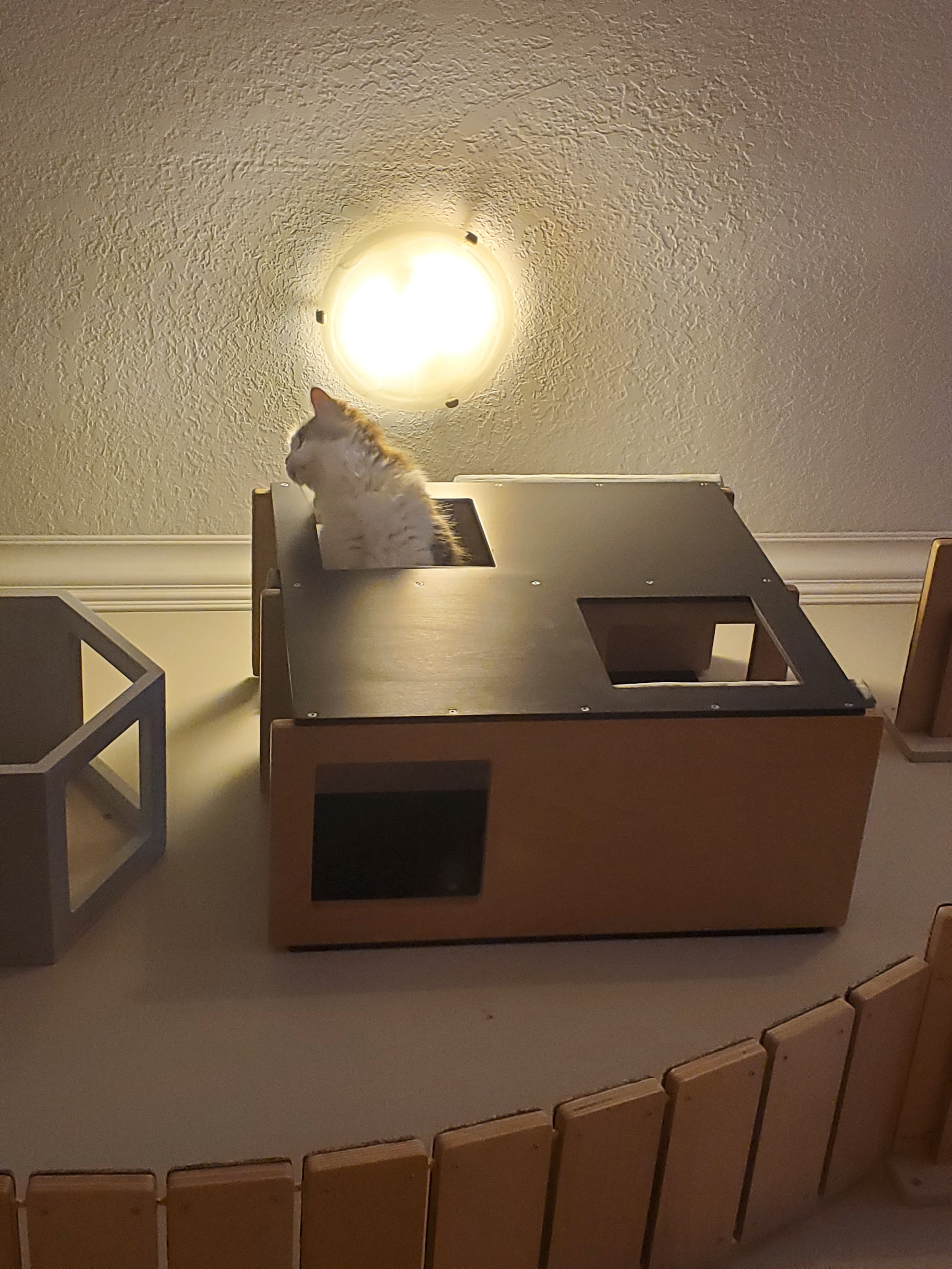 Big Cat Wall Shelf Bed - Wally BigCat Loft - Scratchy Things Premium Pet Furniture