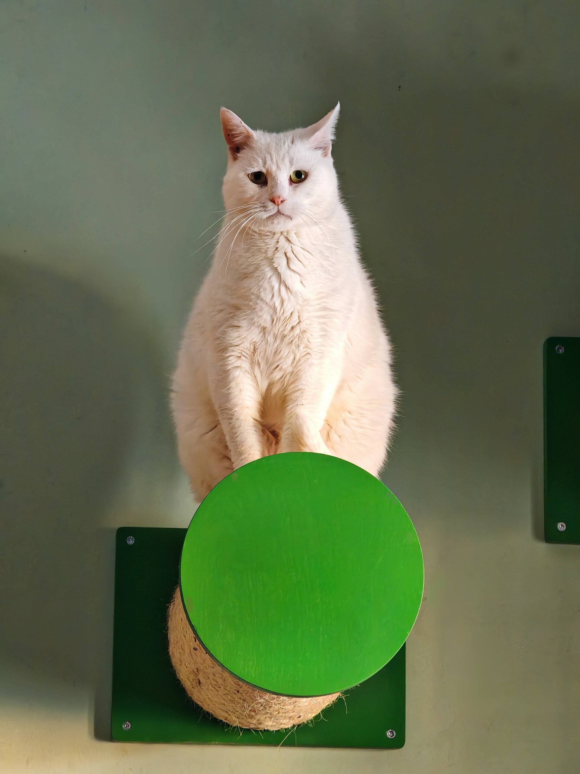 Cat Wall Scratching Pole Step Shelf - Wally Round Step Chonk - Scratchy Things Premium Pet Furniture