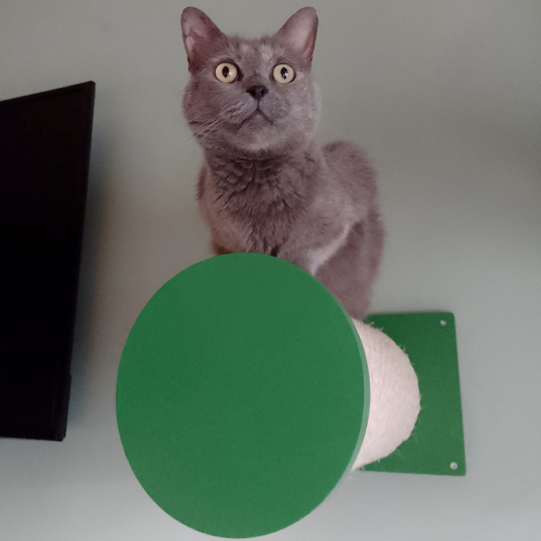 Cat Wall Scratching Pole Step Shelf - Wally Round Step Chonk - Scratchy Things Premium Pet Furniture