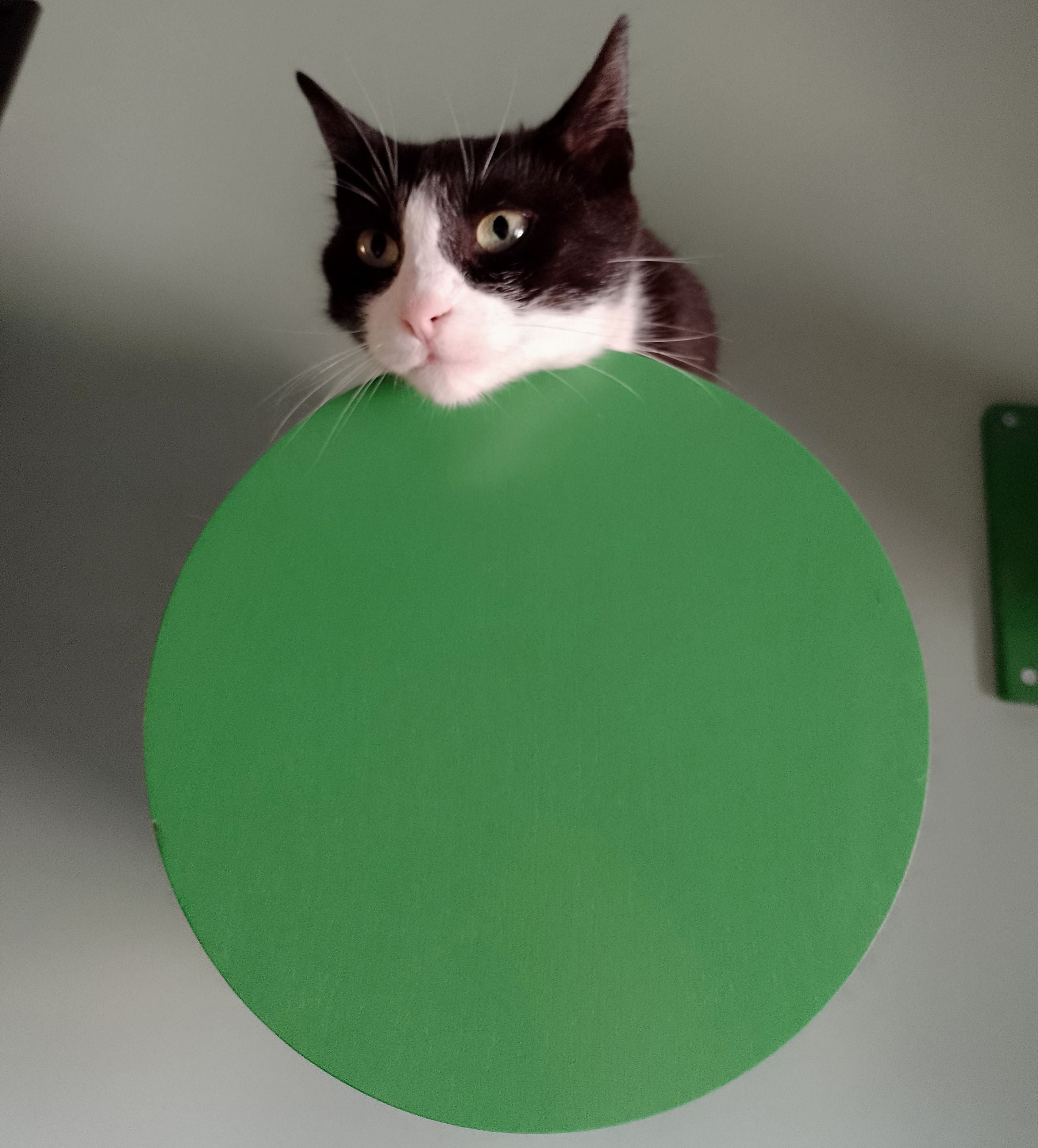 Cat Wall Scratching Pole Step Shelf - Wally Round Step Chonk - Scratchy Things Premium Pet Furniture