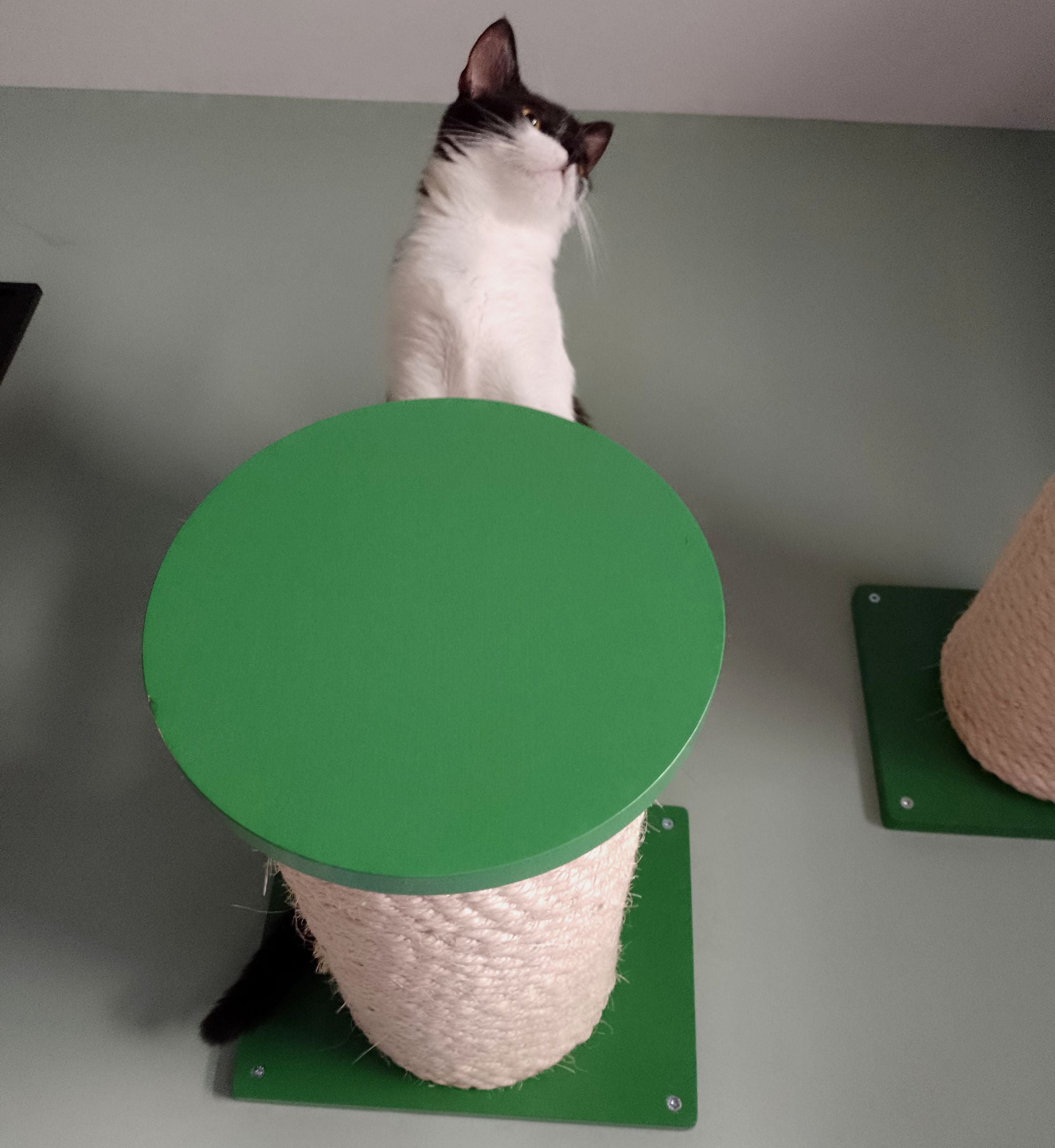Cat Wall Scratching Pole Step Shelf - Wally Round Step Chonk - Scratchy Things Premium Pet Furniture