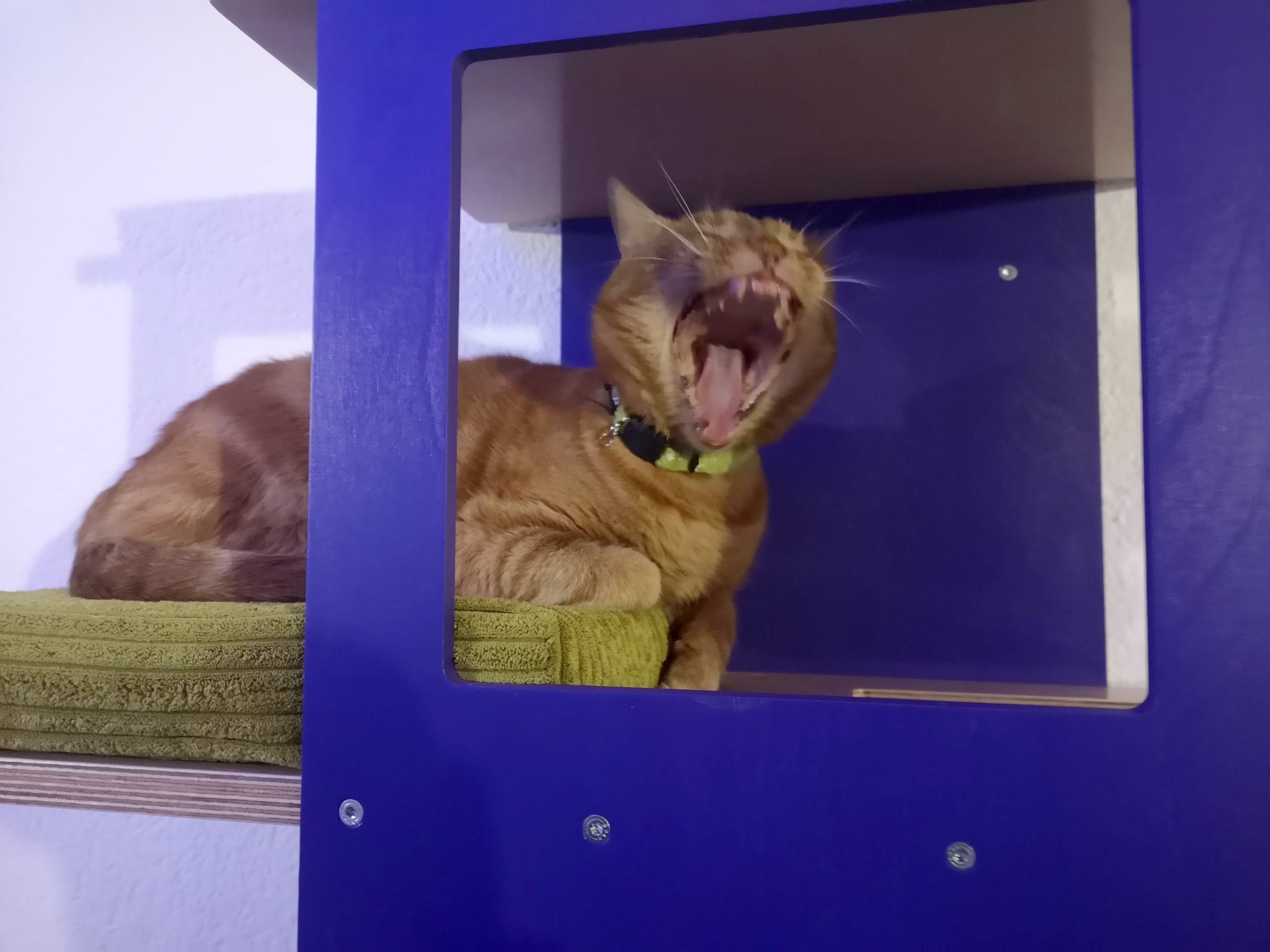 Cat Wall Shelf Bed - Wally Stacker - Scratchy Things Premium Pet Furniture